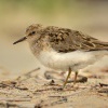 Jespak sedy - Calidris temminckii - Temminck's Stint 4309